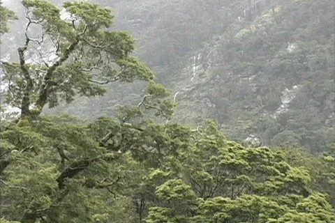 Rain on tree and mountainside Stock Footage 745216
