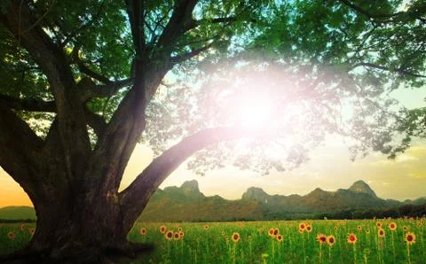 Rain tree and sun shining on the sky with sunflowers field background Stock-Fotos