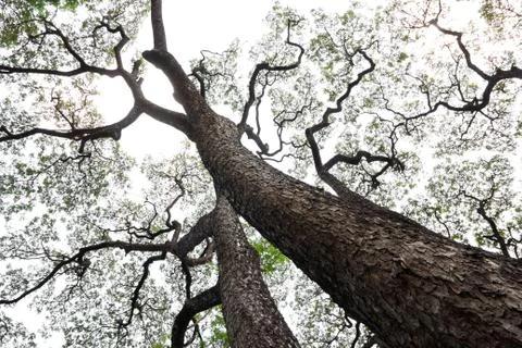 Rain tree background Stock Photos
