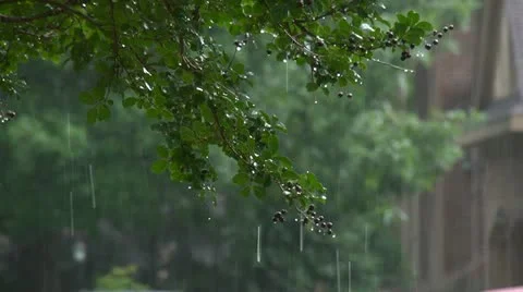 Rain with tree branch 库存影片 11801201