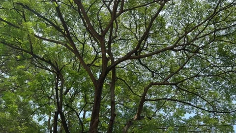 Rain Tree Branches and Leaves to Create Shed under Sunny Sky Vidéo 342687353