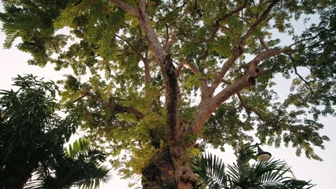 Rain tree branches spreading lushly over ancient wat pho temple, filtering Stock Footage 312266323