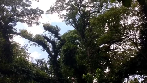 Rain tree branches under the blue sky Stock Footage 328061837