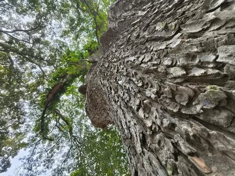 Rain Tree, False Powder Puff or Monkey Pod arge tree, sky and forest trees .. Stock Photos
