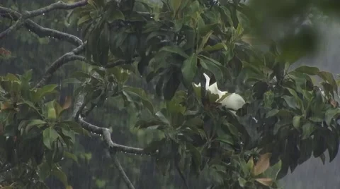 Rain in tree Stock Footage 41733724
