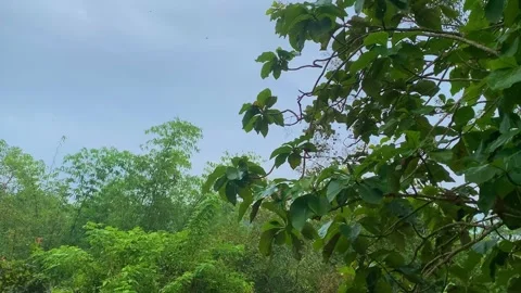 Rain on a tree Stockbeeldmateriaal 232655290