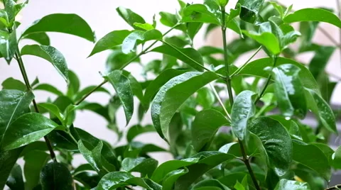 Rain on the tree in the garden Video stock 43044903