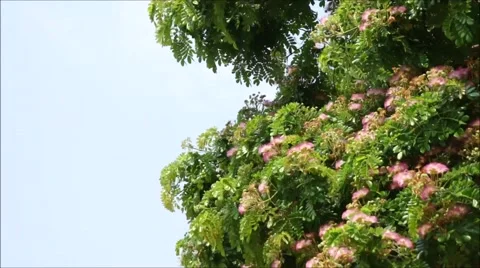 Rain tree, green leafs and blooming blossom with audio Stock Footage 47977779