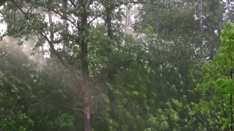 Rain on tree leaves and wind blowing through the trees. Stock Footage 273517688