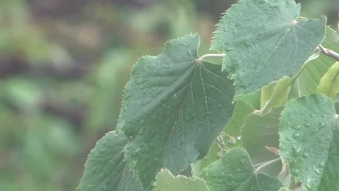 Rain on tree leaves blowing in the wind Stock Footage 150826361