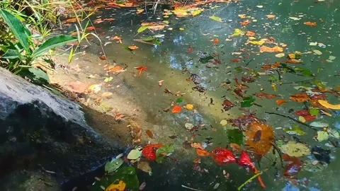 Rain tree leaves floating in the clear greenish pond Stock Footage 261042356