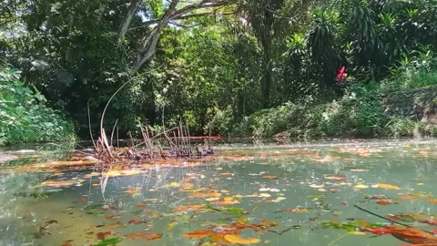 Rain tree leaves floating in the clear greenish pond Stock Footage 261042618