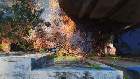 Rain tree leaves floating in the clear greenish pond Stock Footage 261042854