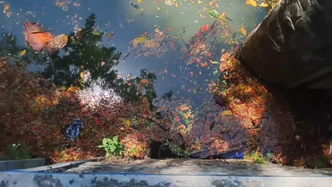 Rain tree leaves floating in the clear greenish pond Stock Footage 261043150