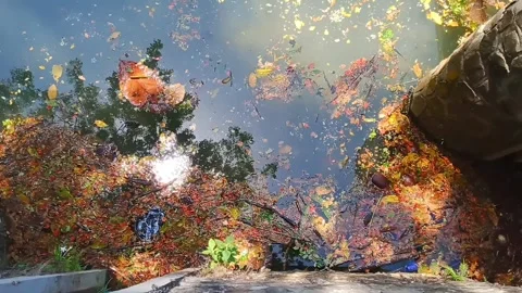 Rain tree leaves floating in the clear greenish pond Stock Footage 261043598