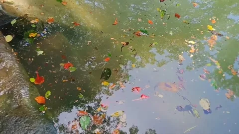 Rain tree leaves floating in the clear greenish pond Stock Footage 261045304