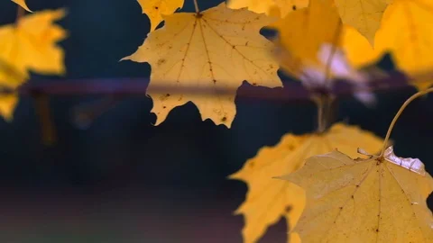 Rain-Tree-Leaves 库存影片 102753214