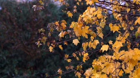 Rain-Tree-Leaves 库存影片 102753232