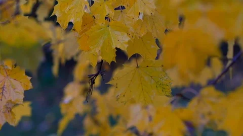 Rain-Tree-Leaves 库存影片 102753234