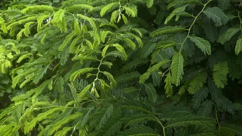Rain tree leaves Stockbeeldmateriaal 337919062