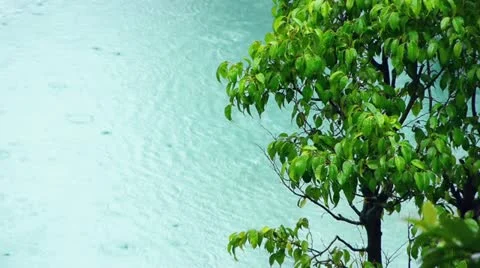 Rain With Tree Pond Stock Footage 22340420