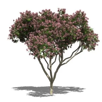 Rain tree, samanea saman autumn Stock Illustration