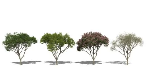 Rain Tree, Samanea saman (Four Seasons) Stock Illustration
