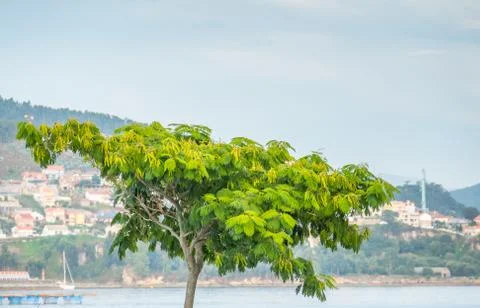 Rain tree samanea saman Stock Photos