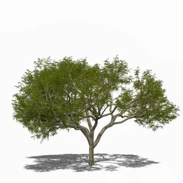 Rain tree, samanea saman summer Stock Illustration
