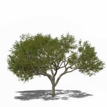 Rain Tree, Samanea saman (summer) Stock Illustration