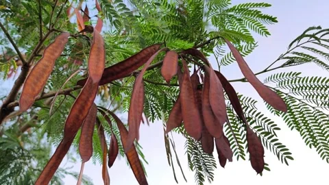 Rain Tree Seed Pods Stock Footage 340851896
