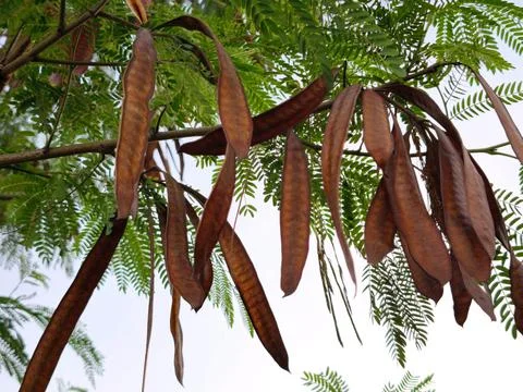 Rain Tree Seed Pods Stock Photos