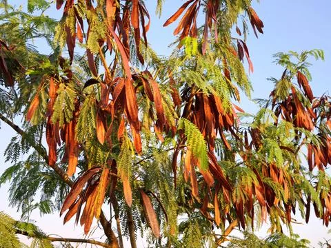 Rain Tree Seed Pods Stock Photos