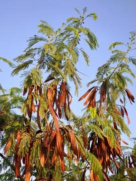 Rain Tree Seed Pods Stock Photos