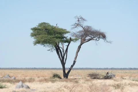 A Rain Tree sits alone in the desert Stock Photos
