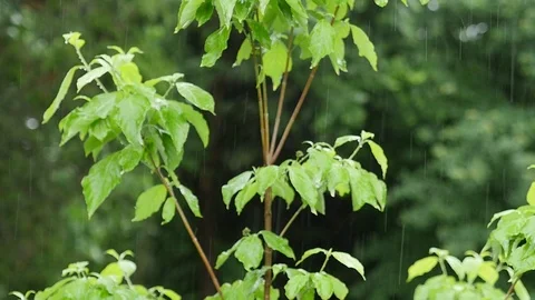 Rain tree slo-mo Vídeo Stock 90567507