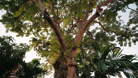 Rain tree spreading lush canopy, filtering golden sunlight across historic wat Stock Footage 312266267