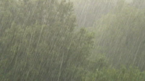 Rain trees Stock Footage 86295