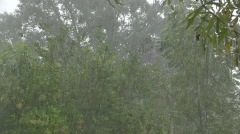 Rain with trees Stock Footage 12181254