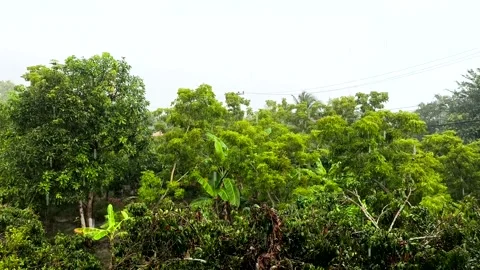 Rain trees Stock Footage 315615130