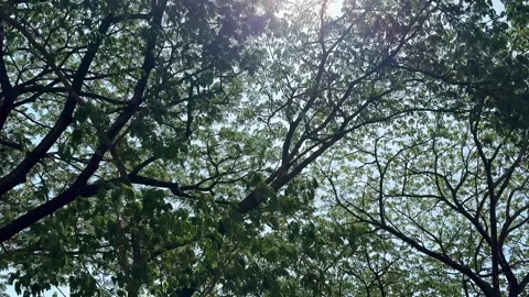 Rain trees forest with sun light glare, tropical rain trees swayed by wind. 스톡 동영상 287583203