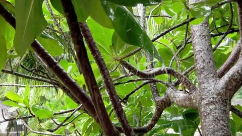 Rain On Trees Slow Motion 1 Minute 4K Footage  Tropical Rainstorm Stock Footage 148306898