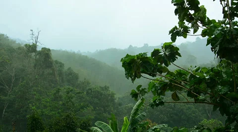 Rain in tropical forest Video stock 33473480