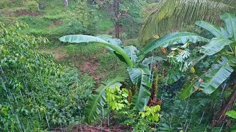 Rain in the tropical forest Video stock 303186064