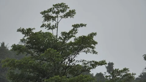 Rain at tropical forest in slow motion Stock-Footage 99272494