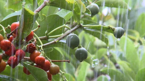 Rain on tropical fruit Stock Footage 585639