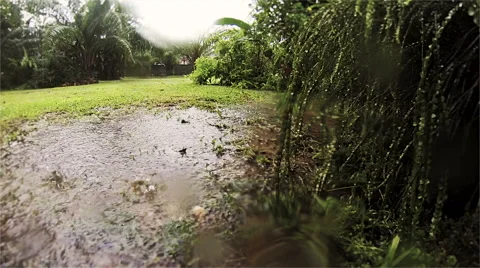 Rain in tropical garden. Stock Footage 41721371