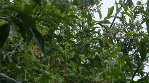 Rain in tropical jungle Stock Footage 28212227