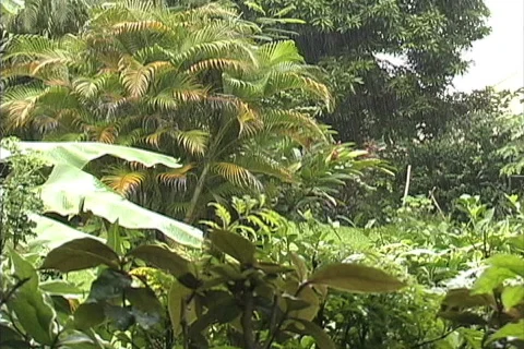 Rain on tropical plants Stock Footage 745154