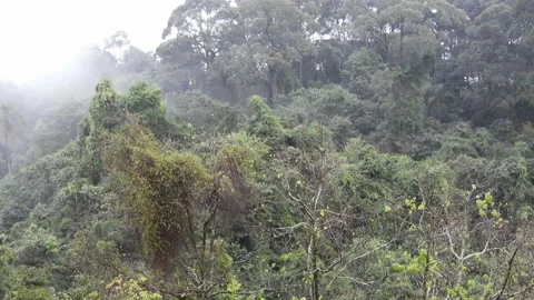 Rain in the Tropical Rainforest Stockbeeldmateriaal 119797836
